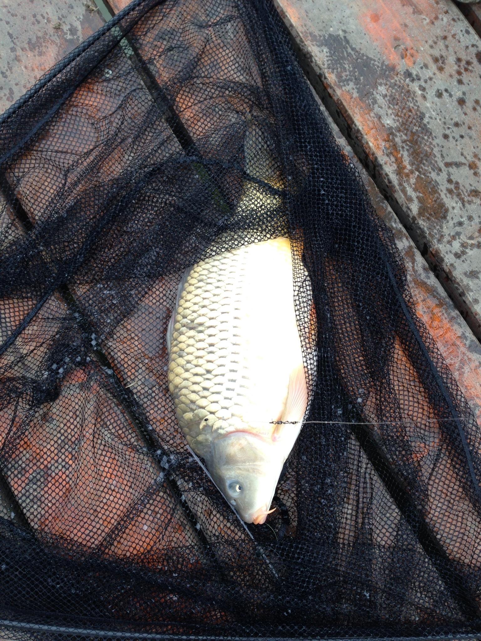 Pleasa - image111111111111.jpg